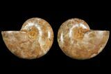 Cut & Polished, Agatized Ammonite Fossil- Jurassic #110767-1